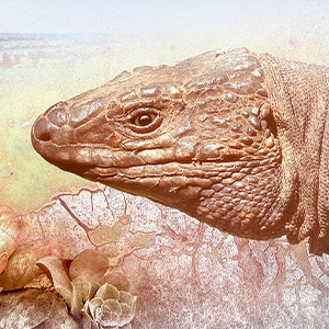 Ilustracion lagaro gigante de el Hierro